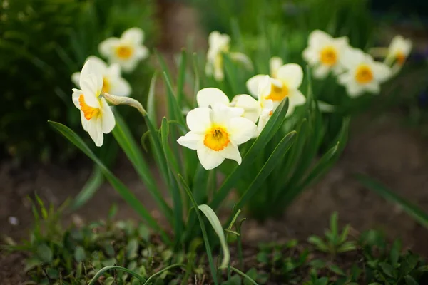 Fleurs Narcisses Jaune Pâle Poussent Dans Jardin Printemps — Photo