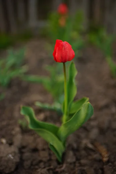 Czerwony Kwiat Tulipana Rośnie Wiosennym Ogrodzie — Zdjęcie stockowe