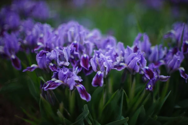 Adoráveis Flores Íris Roxa Com Folhas Verdes Cresce Jardim Primavera — Fotografia de Stock
