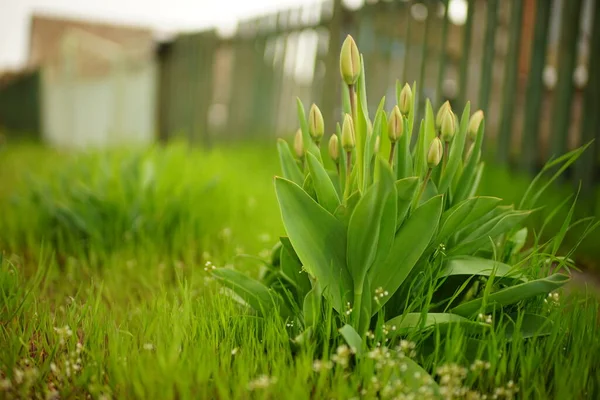 Молодые Зеленые Цветы Тюльпана Растут Весеннем Сельском Саду Возле Забора — стоковое фото