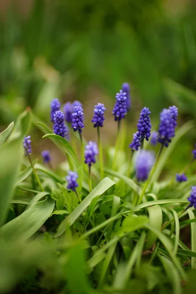 Bahar Bahçesinde Yeşil Yapraklı Küçük Mavi Çiçekler Yetişir Yan Görünüm — Stok fotoğraf