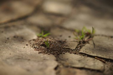 Güneşli bir günde taş yolda küçük bir karınca yuvası..
