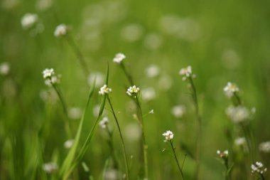 Baharda doğa. Baharın yeşil otları arasında yabani beyaz çiçeklerle arka plan.