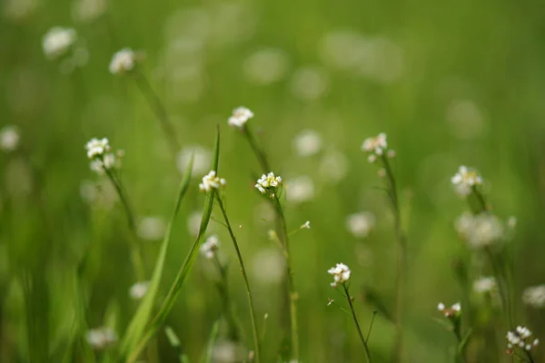 Φύση Την Άνοιξη Ιστορικό Άγρια Λευκά Λουλούδια Ανάμεσα Στο Πράσινο — Φωτογραφία Αρχείου