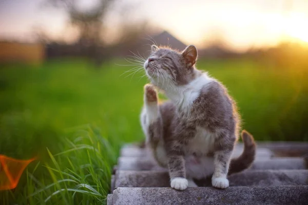 Turtle cat paw scratch fleas behind the ear in sunset spring garden.