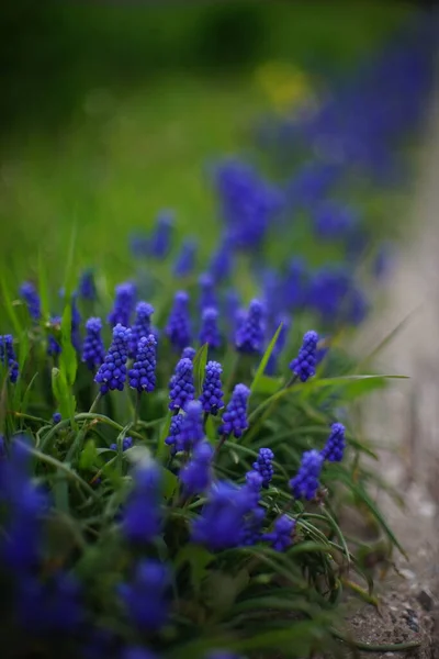 Uva Hyacinths Muscari Armeniacum Cresce Jardim Primavera — Fotografia de Stock