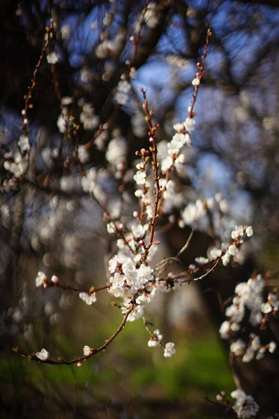 Квітучі Гілки Абрикосового Дерева Білими Квітами Весняний Сонячний День — стокове фото