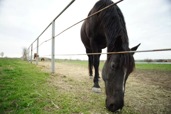 Cavalo Preto Come Grama Curral Perto Cerca Cavalos Esmalte Dia — Fotografia de Stock