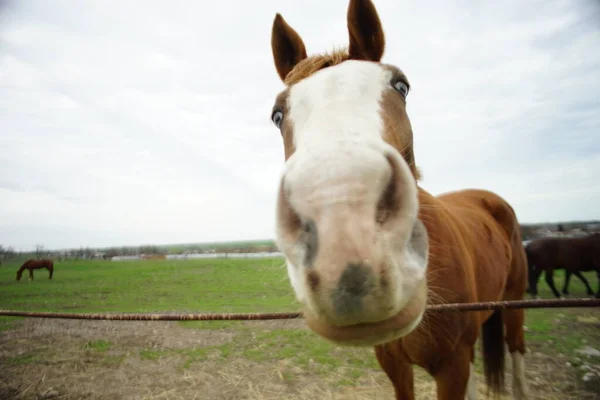 Bruin Paard Met Blauwe Ogen Glazuur Een Lentedag Bij Het — Stockfoto