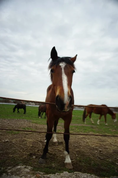 Cavalo Castanho Pastam Campo Dia Primavera — Fotografia de Stock