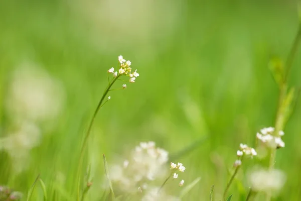 Όμορφα Μικρά Λευκά Λουλούδια Μεγαλώνουν Στο Πράσινο Γρασίδι Της Άνοιξης — Φωτογραφία Αρχείου