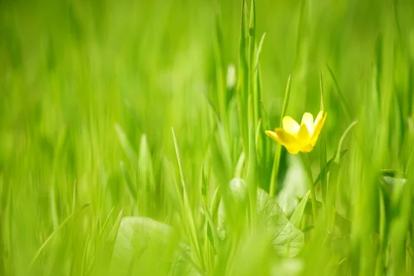 Żywa Świeża Zielona Trawa Żółtym Kwiatem Słonecznym Wiosennym Polu — Zdjęcie stockowe