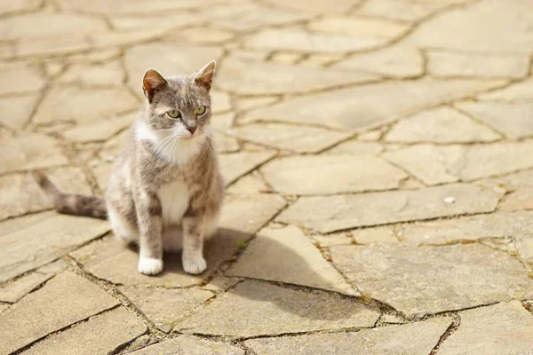 Mooie Driekleurige Kitty Rusten Bruin Betegelde Bestrating Het Voorjaar Kat — Stockfoto