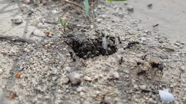 Petit Nid Fourmis Dans Sol Pierre Extérieur Fourmis Noires Femelles — Video