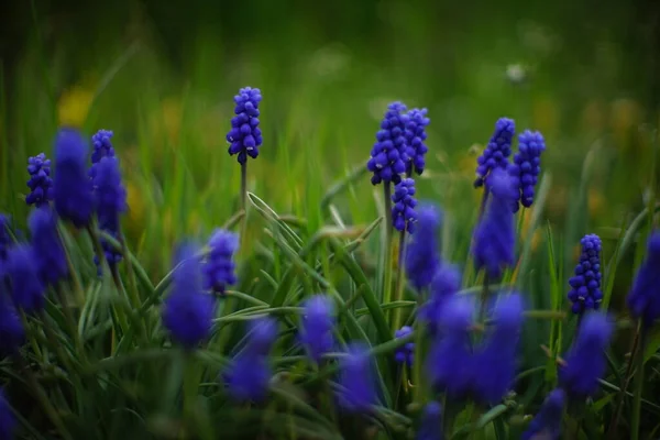 Flores Jacintos Uva Azul Jardim Primavera — Fotografia de Stock