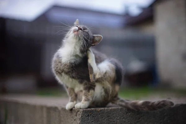 Tartaruga Gato Pata Arranhar Pulgas Atrás Orelha Jardim Rural — Fotografia de Stock