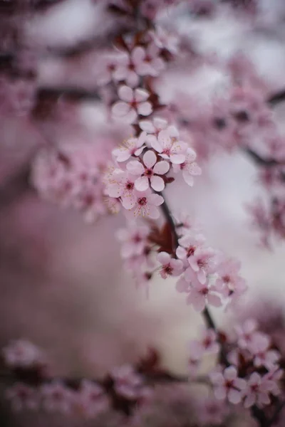 Kwitnące Drzewo Różowymi Kwiatami Gałęziach Sztuka Wiosenny Ogród — Zdjęcie stockowe