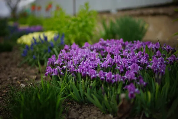 Jardim Primavera Flores Íris Roxas Com Folhas Verdes Crescem Chão — Fotografia de Stock