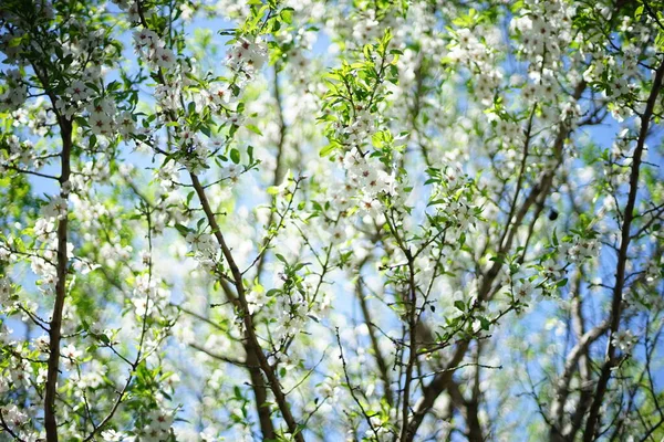 Árvore Amêndoa Florescente Com Flores Brancas Jardim Primavera Fundo Azul — Fotografia de Stock