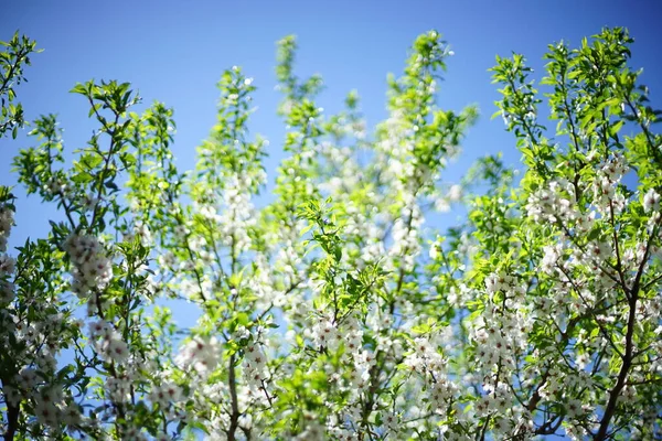 Almendro Con Flores Blancas Jardín Primavera Sobre Fondo Cielo Azul — Foto de Stock