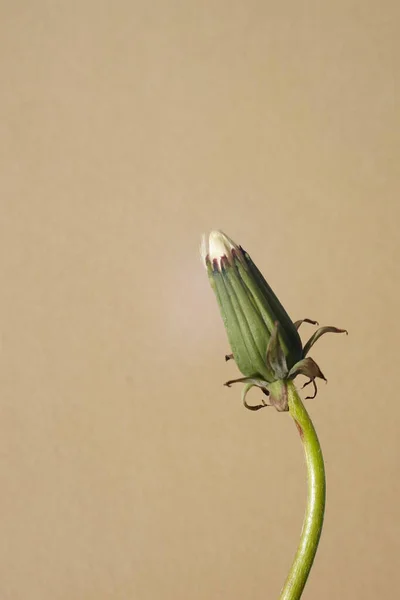 Закрита Квітка Кульбаби Бежевому Фоні — стокове фото