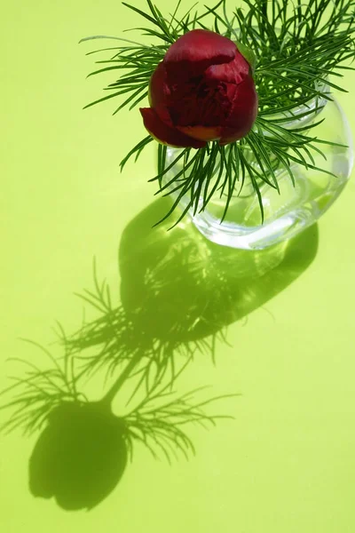 Κόκκινο Λουλούδι Παιώνια Ένα Βάζο Στο Πράσινο Ηλιόλουστο Τραπέζι — Φωτογραφία Αρχείου