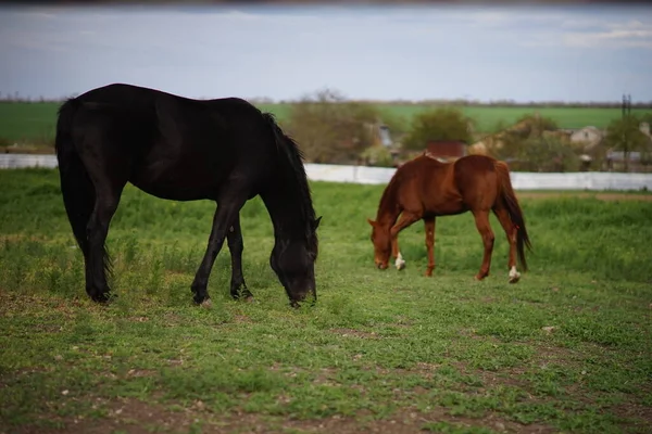 Cavalos Pretos Castanhos Comendo Grama Campo Primavera — Fotografia de Stock