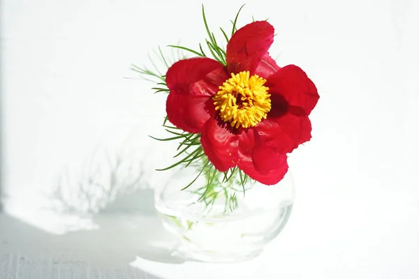 Красный Цветок Пиона Вазе Белом Солнечном Столе — стоковое фото