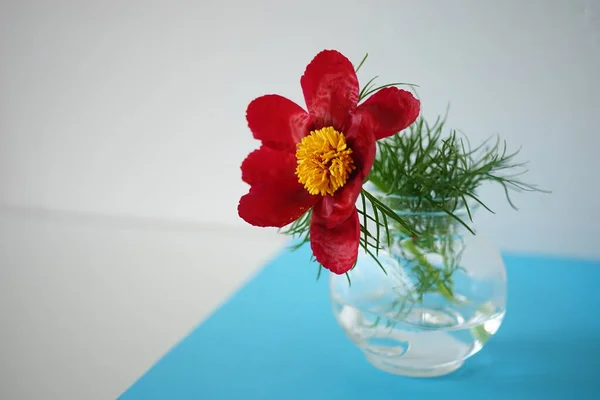 Czerwony Kwiat Piwonii Wazonie Białym Niebieskim Stole — Zdjęcie stockowe
