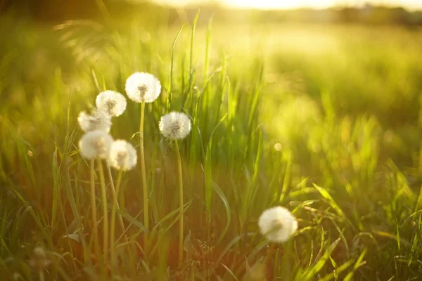 Sonniges Feld Mit Flauschigen Löwenzahnblüten Grünen Gras Bei Sonnenuntergang — Stockfoto