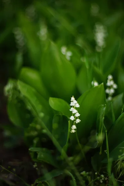 Lilies Valley Grow Spring Garden — Stock Photo, Image
