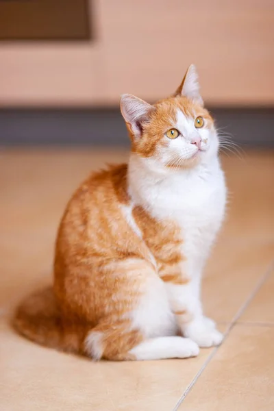 Fluffy ginger white cat sitting on a tiled floor indoor. Portrait of a domestic cat