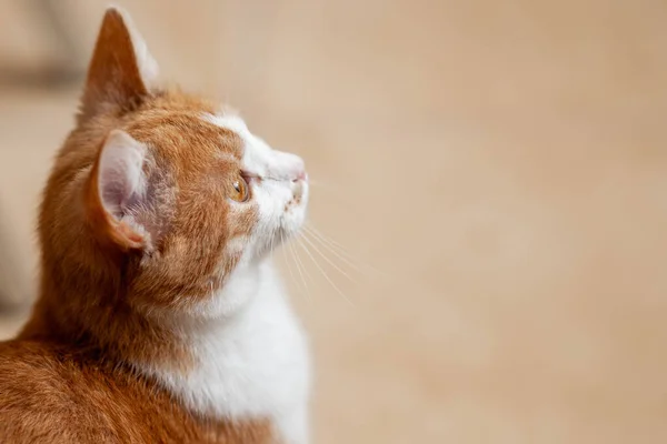 Schöne Ingwer Weiße Katze Seitenansicht Drinnen Porträt Einer Hauskatze — Stockfoto