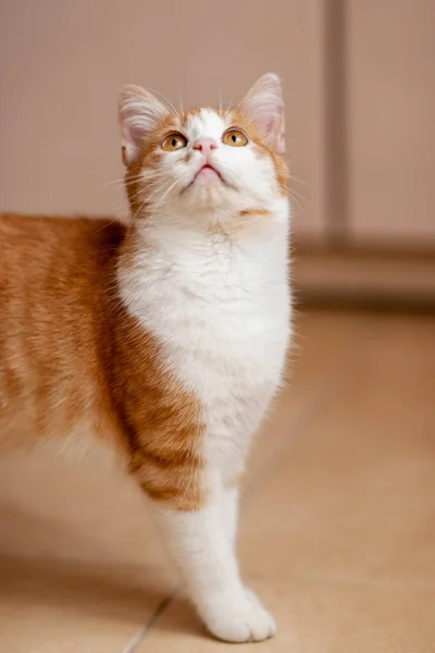 Ingwerweiße Katze Steht Auf Einem Fliesenboden Innenraum Porträt Einer Hauskatze — Stockfoto