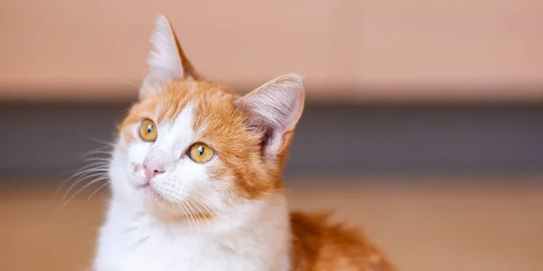 Fluffy Ginger White Cat Portrait Indoors — Stock Photo, Image