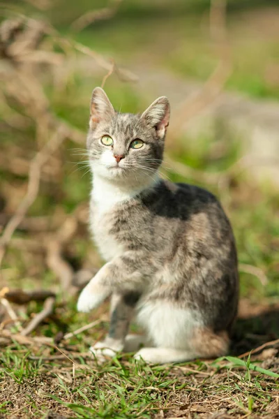Lovely Young Ashy Kitty Portrait Garden — Stock Photo, Image