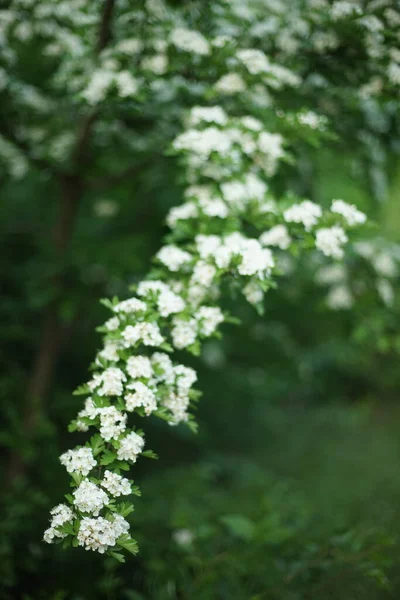 Árbol Espino Flor Con Flores Blancas Jardín Primavera — Foto de Stock