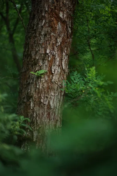 春の森のアカシアの木の幹 — ストック写真