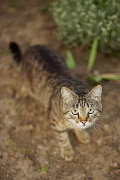 Schöne Gestromte Katze Mit Halsband Spazieren Frühlingsgarten — Stockfoto