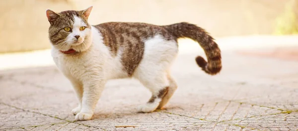 Lovely cat with a collar is walking on the sidewalk