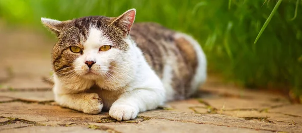 Gatto Grasso Pigro Che Riposa Nel Giardino Primaverile — Foto Stock