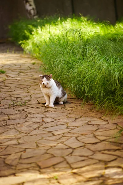 懒洋洋的肥猫坐在春天的花园里打盹 — 图库照片