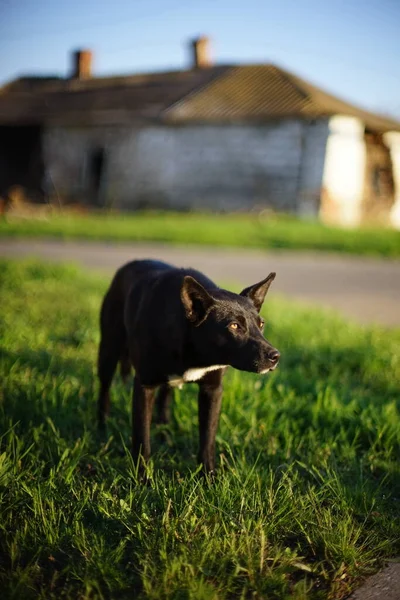 Fekete Kóbor Kutya Sétál Füvön Tavaszi Utcában — Stock Fotó