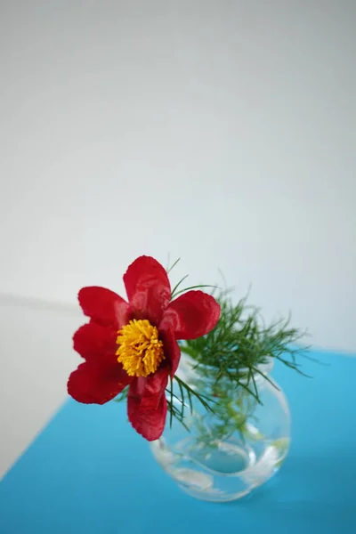 Красный Цветок Пиона Вазе Голубом Столе — стоковое фото
