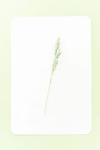 Composição Mockup Floral Decorativa Erva Cartão Papel Branco Branco Com — Fotografia de Stock