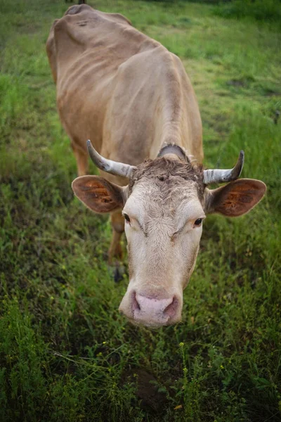 Brown Cow Grazing Green Grass — Φωτογραφία Αρχείου