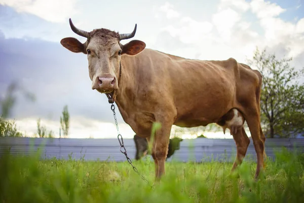 Brown Cow Grazing Sping Garden — Φωτογραφία Αρχείου