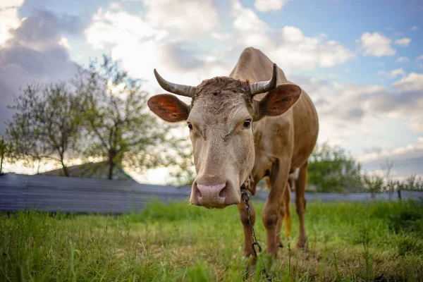 Brown Cow Grazing Green Grass Spring Rural Garden — Φωτογραφία Αρχείου