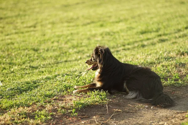 Perro Negro Esponjoso Descansa Sobre Una Hierba Verde Soleada Con —  Fotos de Stock