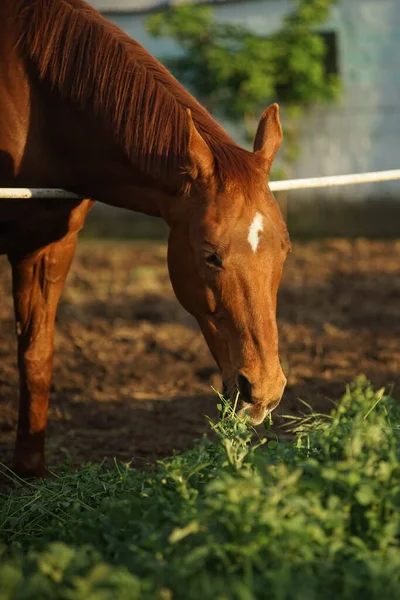 Cavalo Marrom Comendo Grama Verde Pôr Sol Primavera — Fotografia de Stock